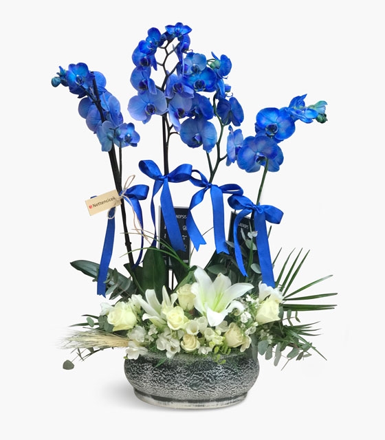 Mavi Orkide Bahçesi