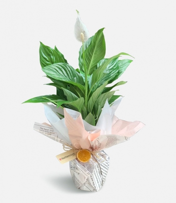 Spafilyum - Barış Çiçeği 