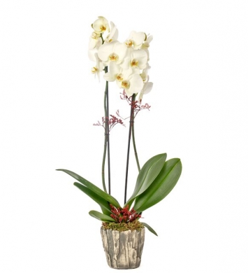 Beyaz Aşkı Vip Orkide
